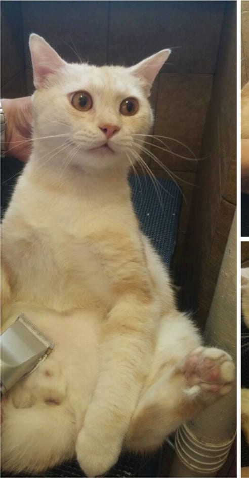 A cream cat during a groom