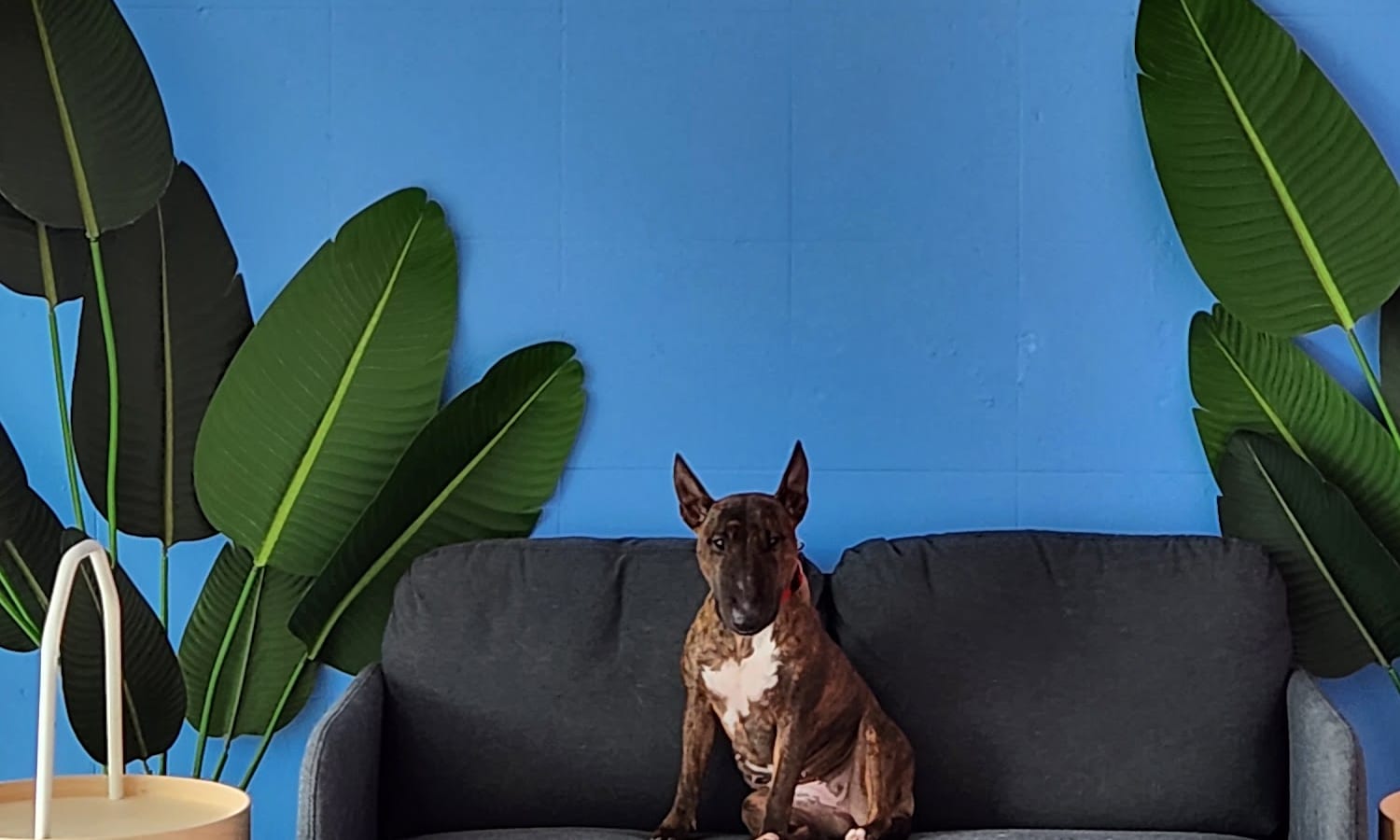 A dog sitting on the sofa in the blue Wanderlodge reception