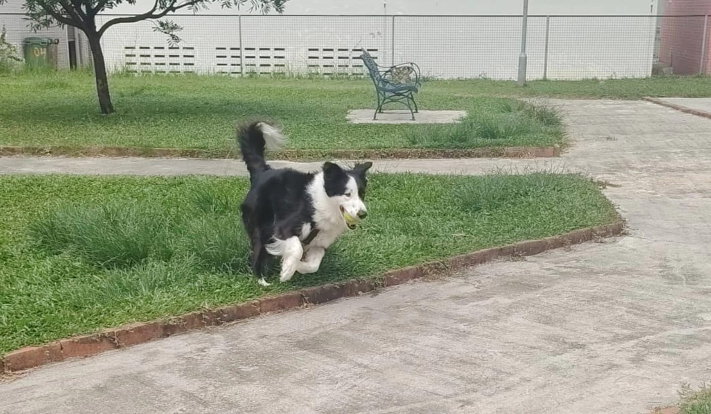 A border collie trotting along the park path on a walk