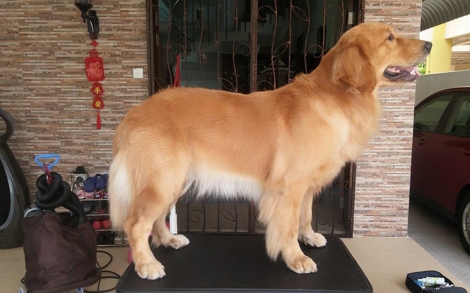 A golden retriever standing on the grooming table after a groom