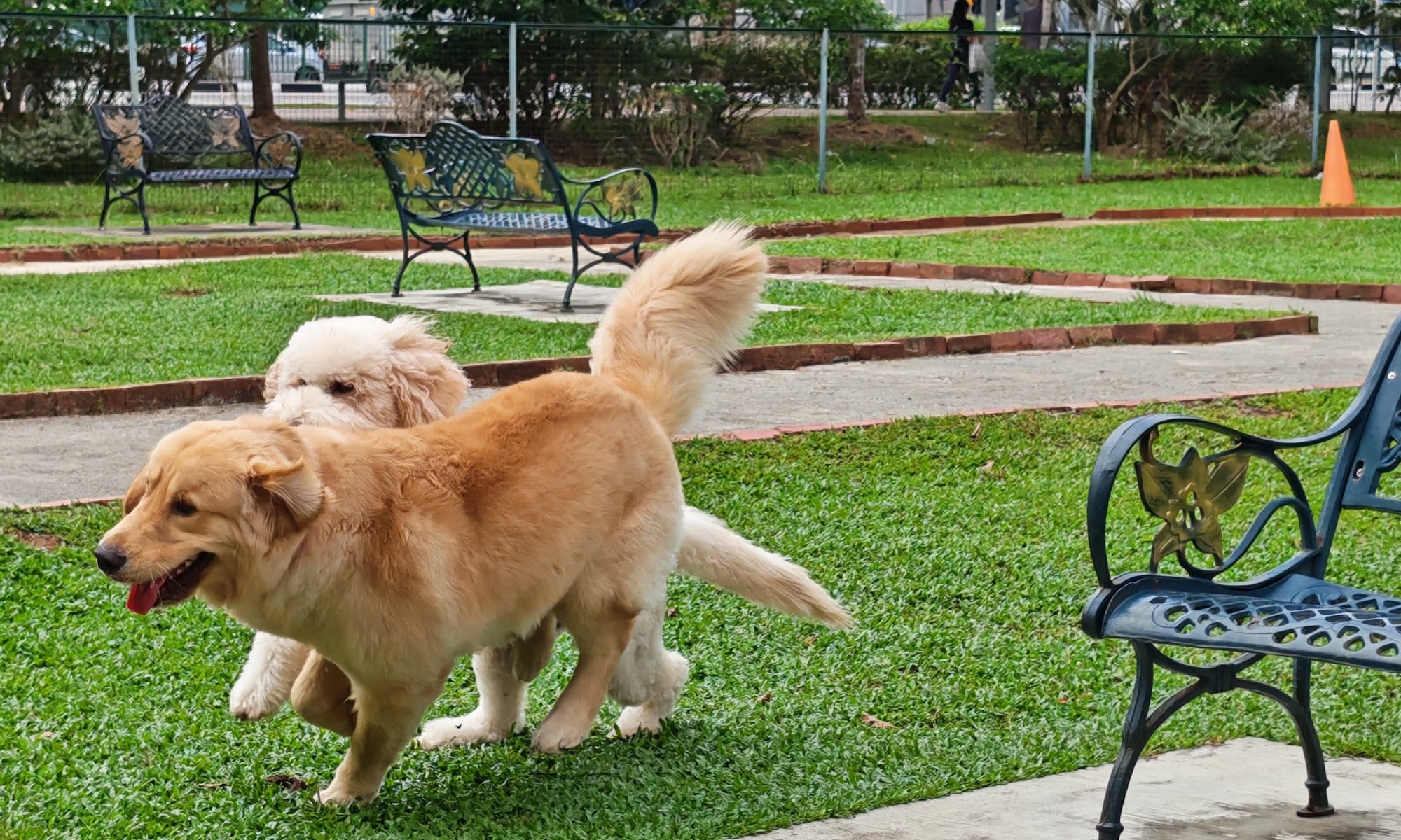 A golden retriever and a poodle playing on the lawn at the park