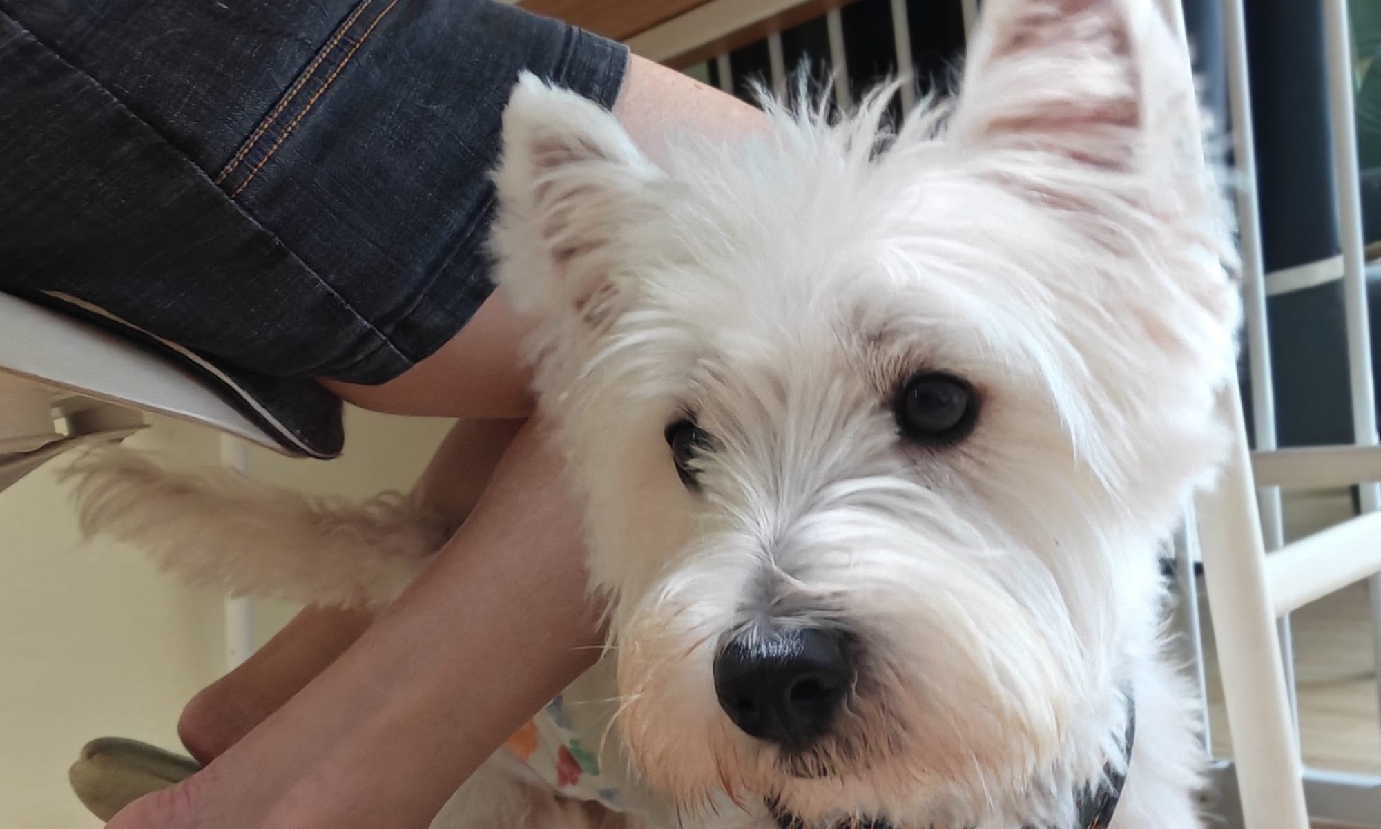 A West Highland terrier being comforted at the lodge
