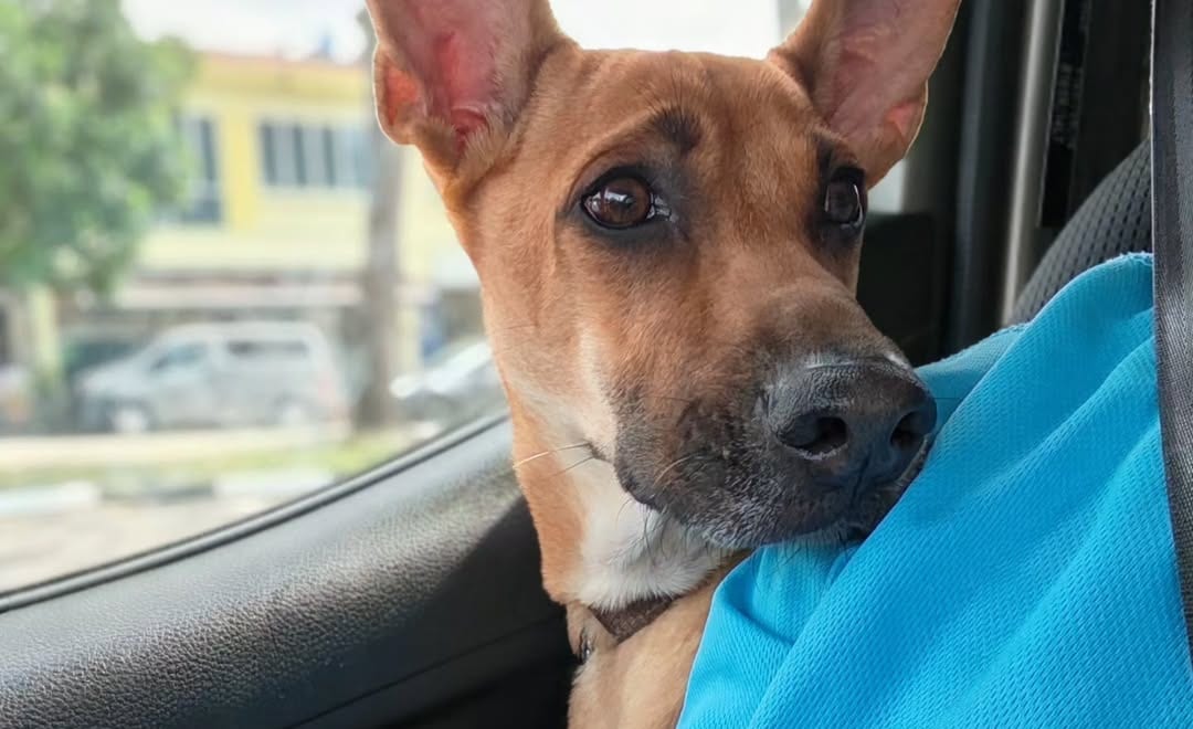 A dog riding in the Wanderlodge car next to a team member in a Wanderlodge shirt