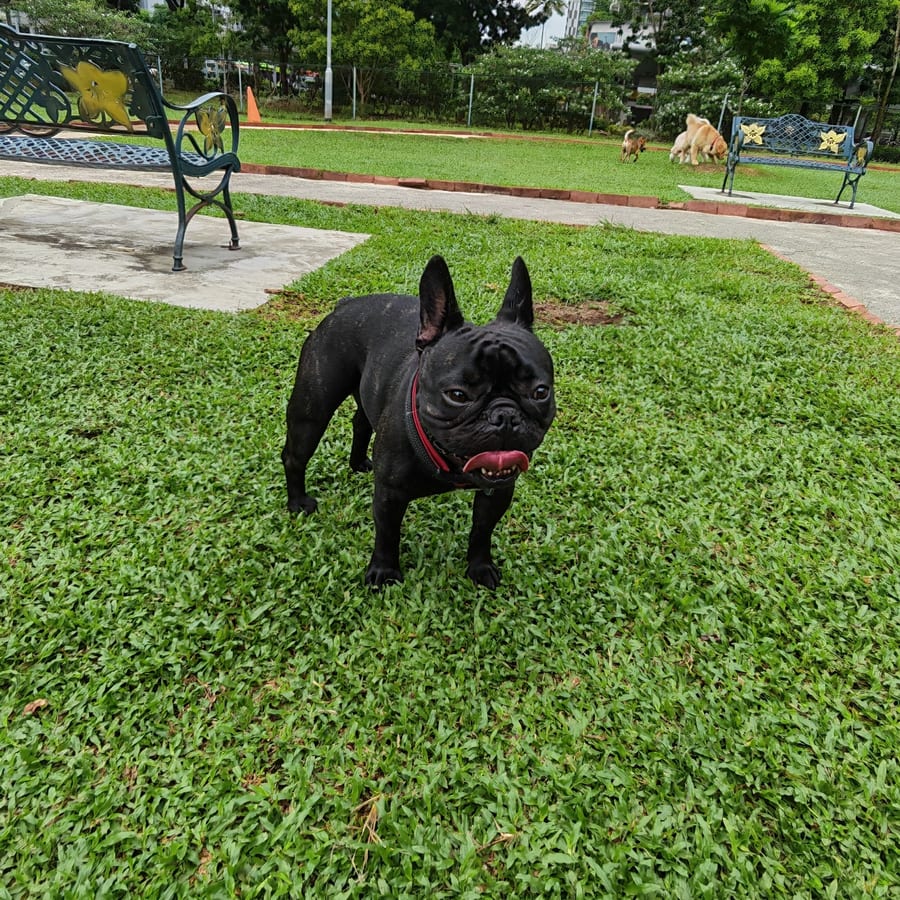 A French bulldog on the grass at the dog park