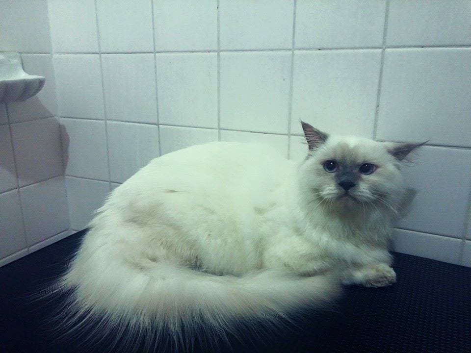 A white Persian cat