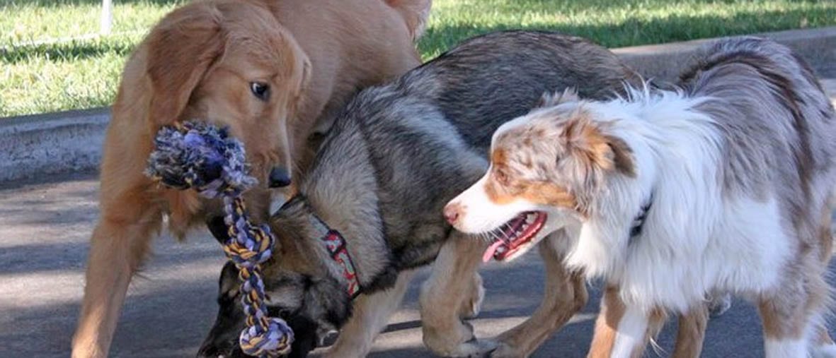 Three dogs sharing a rope toy