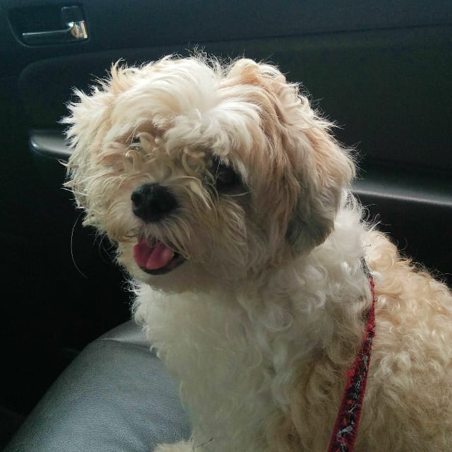 A small dog in the back seat of the pet taxi