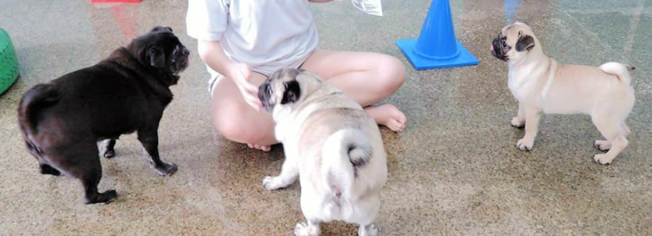 Three pugs during a floor training session with cones